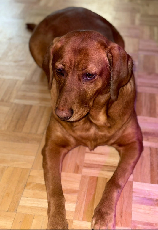 "Rosie" Red fox labrador 